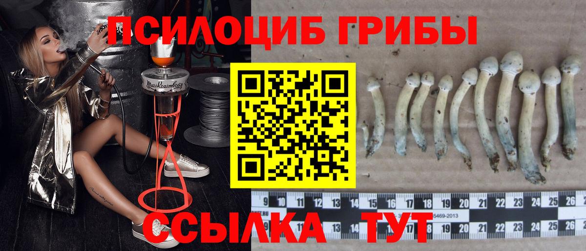 Галлюциногенные грибы Psilocybine cubensis Сердобск