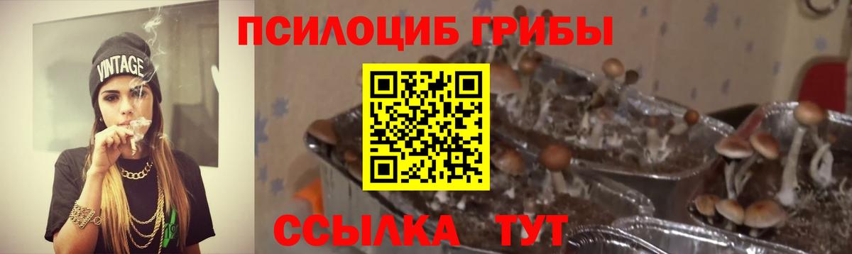 Сердобск  продажа наркотиков  Вход с VPN  Галлюциногенные грибы Psilocybine cubensis 